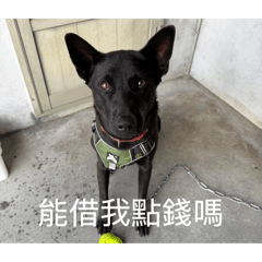 小狗黑桃2