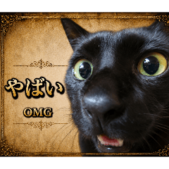a lot of cats_20260508102056