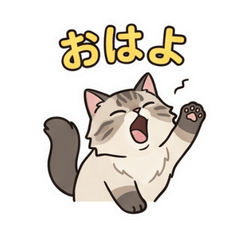 chipitan3