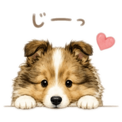 kawaii sheltie