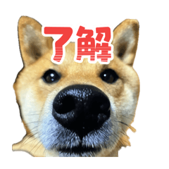 fujimo_20260510135136