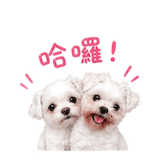 玫瑰狗狗日常語