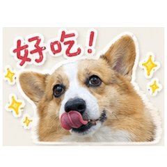 貪吃鬼柯基犬nini