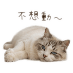 呼嚕の厭世日常