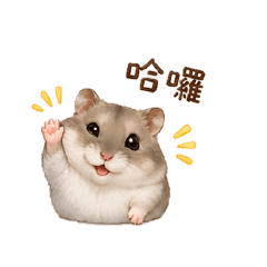 迷你可愛的倉鼠