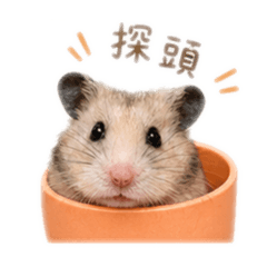 可愛的麻吉。