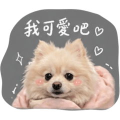 博美妹妹一家