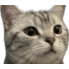 咪咪貓貓ฅ^•ω•^ฅ