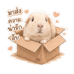 P'PO