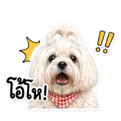 Moods cutie dog korea
