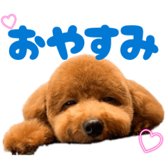 toypoodle vin-kun