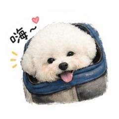 比熊丸子3