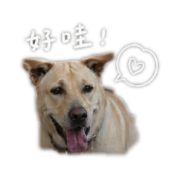 許家萌萌狗