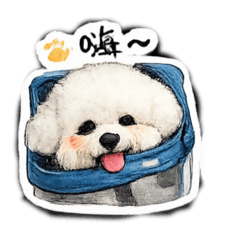 比熊丸子2