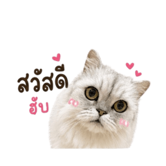 Kungfu so cute