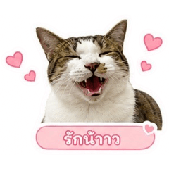 CAT TabbyCat So Cute
