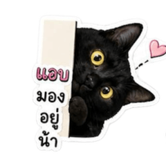 Cute black cat..