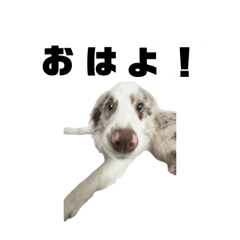 a_20260510161245