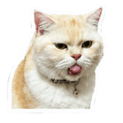 Orange Cat mood cat