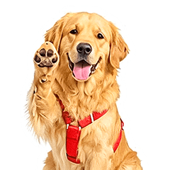 Noah: The Golden Fluff