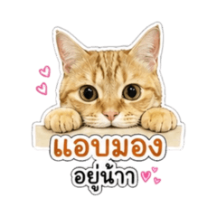Maprang rak rean_20260428164554