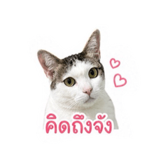 Catmine family_20260428165031