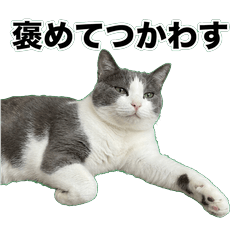 Gray White Cat s Salty 1