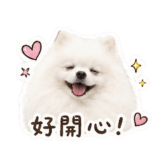 麵包-博美