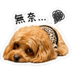 卡布貼圖
