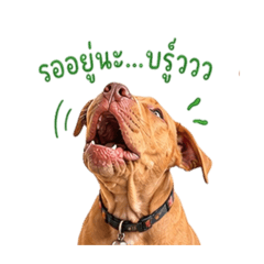 Dog_20260428164926