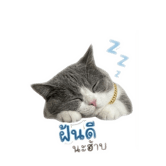 Natthapat_20260428165322