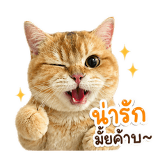 THUNDER.BOY