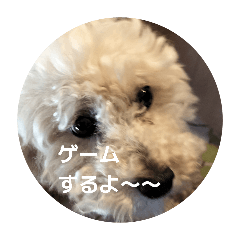 inuinu_20260510173712