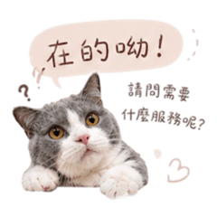 藍白貓米米美甲店回覆語