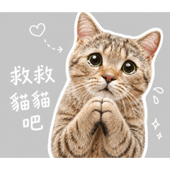貓咪配圖貼圖