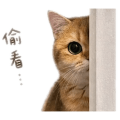 小只奈奈的日常