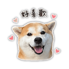 柴犬Q比呆萌時刻