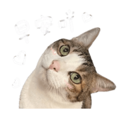 恰恰與潘潘