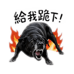 台灣迷你小黑狗嚕-生氣篇