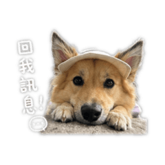菲の日常圖