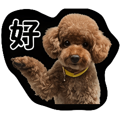 kuromi小貴賓
