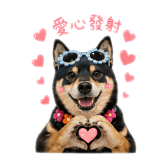 Toro黑柴小狗