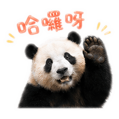 可愛熊貓的日常1