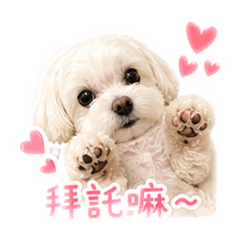 可愛哈皮