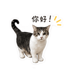 波吉貼圖