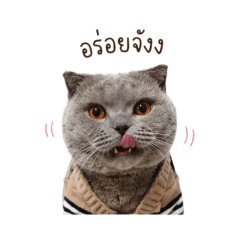 Mok the cat v1