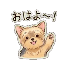 Cocoa,the Cheerful Yorkie