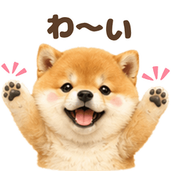 Puni Shiba Everyday Stickers