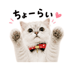 Everyday Penya Stickers2