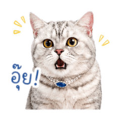 KhunFuji v.1